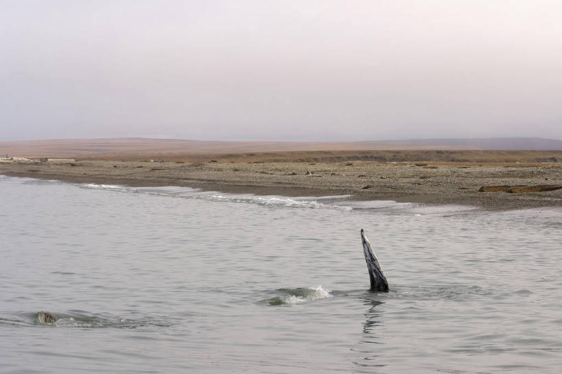 游泳,无人,横图,室外,白天,水,全球变暖,哺乳动物,野生动物,美国,自然,动物,夏天,摄影,鲸,迁徙,鳍,鲸类,国家野生动物保护区,北极露脊鲸,彩图,波弗特海,冻原