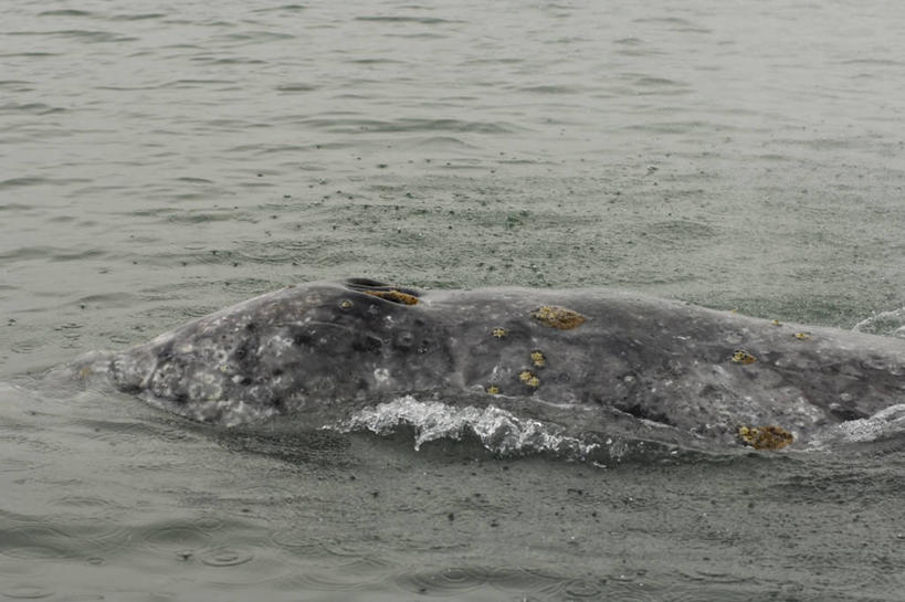 游泳,无人,横图,室外,白天,水,全球变暖,哺乳动物,野生动物,美国,自然,动物,夏天,摄影,鲸,迁徙,鲸类,国家野生动物保护区,北极露脊鲸,彩图,波弗特海