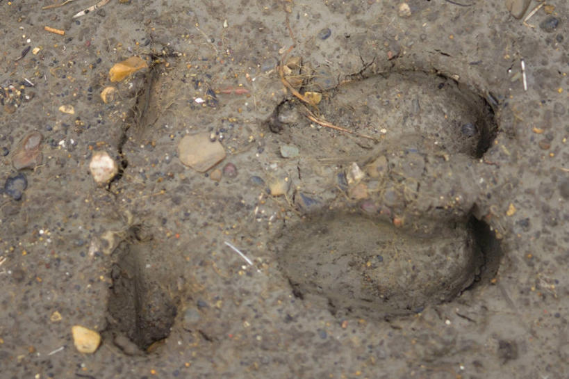 无人,横图,特写,北极,全球变暖,野生动物,美国,脚印,自然,动物,摄影,食草动物,迁徙,生物学,国家野生动物保护区,驯鹿,彩图,冻原