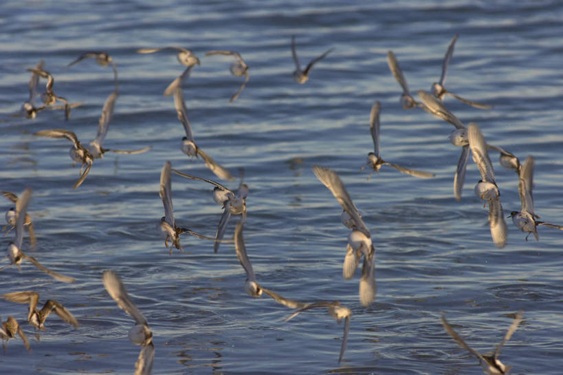 无人,横图,室外,白天,水,野生动物,美国,许多,鸟类,很多,飞,自然,动物,摄影,迁徙,生物学,矶鹞,国家野生动物保护区,半蹼鸻,彩图