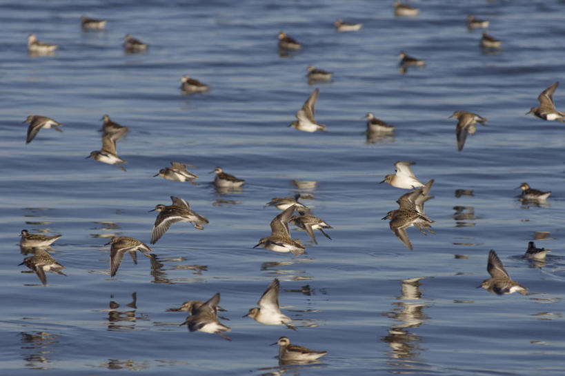 无人,横图,室外,白天,水,野生动物,美国,许多,鸟类,很多,飞,自然,动物,摄影,迁徙,生物学,矶鹞,国家野生动物保护区,半蹼鸻,彩图