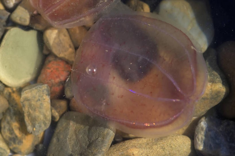 无人,横图,特写,全球变暖,野生动物,美国,无脊椎动物,动物,摄影,生物学,北冰洋,水母,彩图,波弗特海