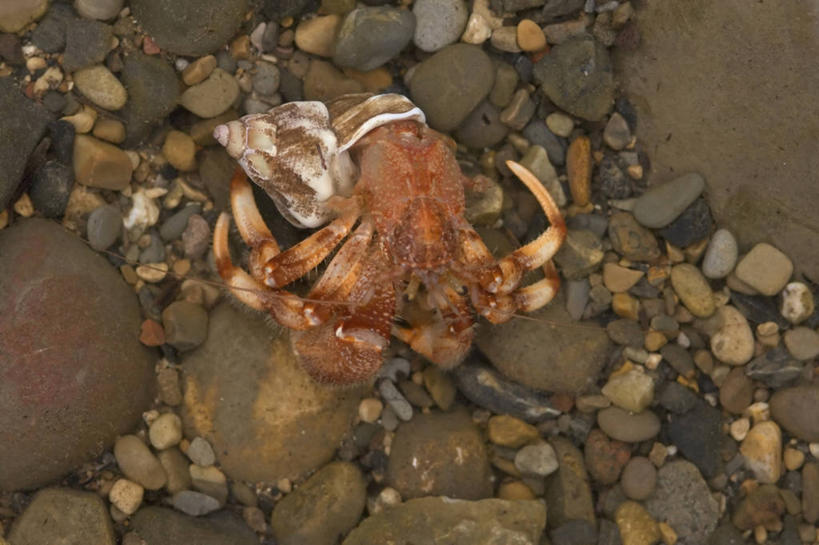 蟹,无人,横图,水下,全球变暖,野生动物,美国,螃蟹,寄居蟹,无脊椎动物,自然,动物,摄影,生物学,北冰洋,节肢动物,白住房,干住屋,甲壳动物,彩图,食物链,波弗特海