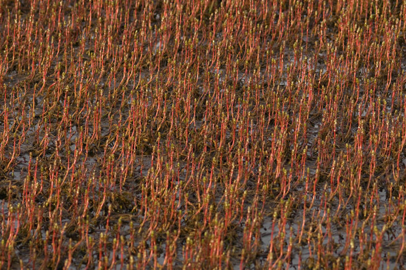 无人,横图,室外,特写,白天,美国,自然,摄影,水生植物,国家野生动物保护区,彩图