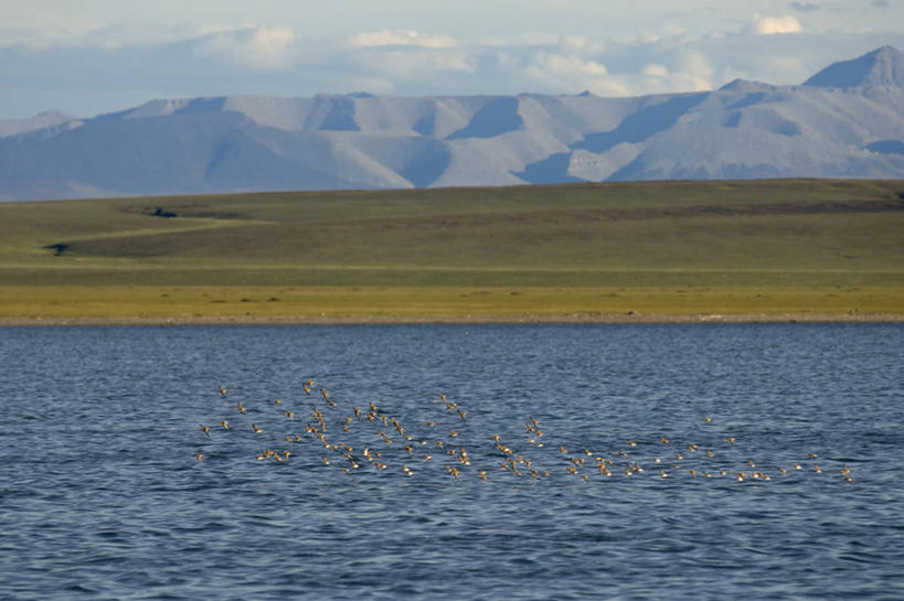 无人,横图,室外,白天,海洋,山,山脉,水,野生动物,羽毛,美国,许多,鸟类,很多,飞,自然,动物,夏天,摄影,迁徙,生物学,矶鹞,国家野生动物保护区,半蹼鸻,布鲁克斯山脉,彩图,冻原