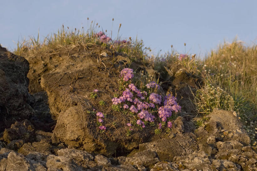 无人,横图,室外,白天,北极,全球变暖,美国,融化,野花,自然,摄影,海景,国家野生动物保护区,海滩,彩图,波弗特海