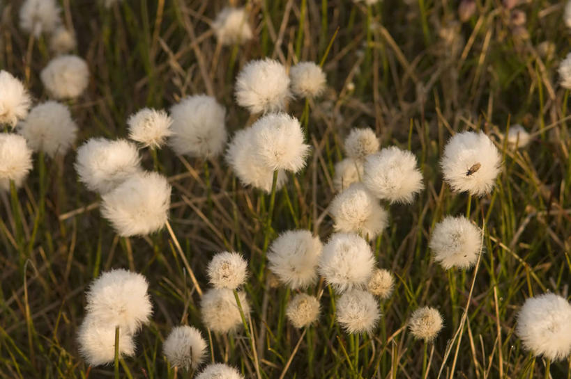 无人,横图,室外,特写,美国,茎,野花,草,花,自然,夏天,摄影,国家野生动物保护区,莎草,彩图