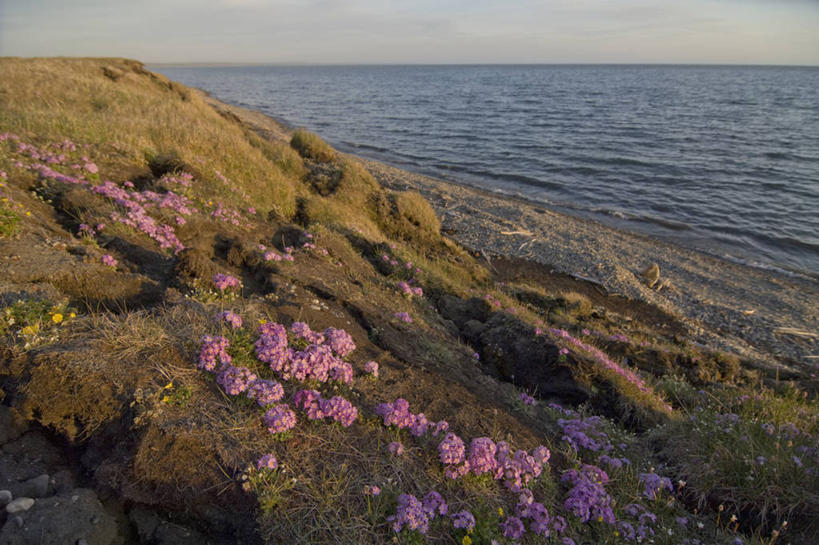 无人,横图,室外,白天,北极,全球变暖,美国,融化,地形,野花,自然,摄影,环境,北冰洋,海景,国家野生动物保护区,海滩,彩图