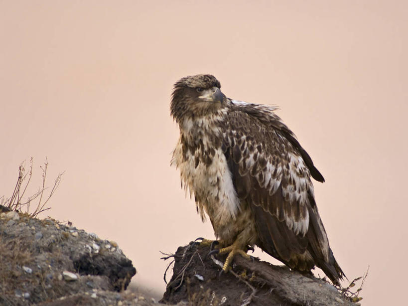 无人,横图,室外,白天,北极,日落,全球变暖,野生动物,鹰,美国,鸟类,捕食,自然,动物,摄影,生物学,金雕,国家野生动物保护区,彩图