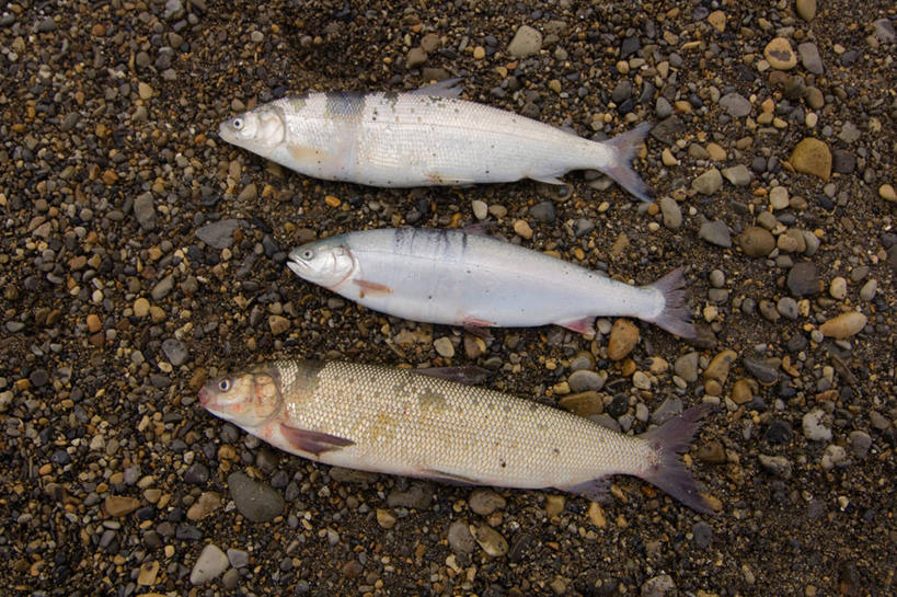 无人,横图,室外,白天,侧面,北极,海洋,野生动物,美国,食品,鱼类,自然,动物,摄影,生物学,北极嘉鱼,海滩,岩石,海产,彩图,波弗特海,脊椎动物亚门