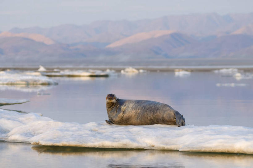 无人,横图,室外,白天,侧面,北极,海洋,山,山脉,水,全球变暖,哺乳动物,海豹,野生动物,美国,融化,捕食,冰,冰川,自然,动物,浮冰,夏天,休息,可爱,摄影,活泼,气象,生物学,气候,国家野生动物保护区,布鲁克斯山脉,彩图,波弗特海,冰架