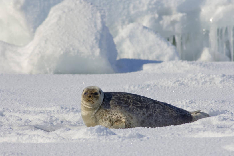 无人,横图,室外,白天,侧面,北极,全球变暖,哺乳动物,海豹,野生动物,美国,冰,自然,动物,浮冰,摄影,生物学,彩图,环斑海豹,冰架