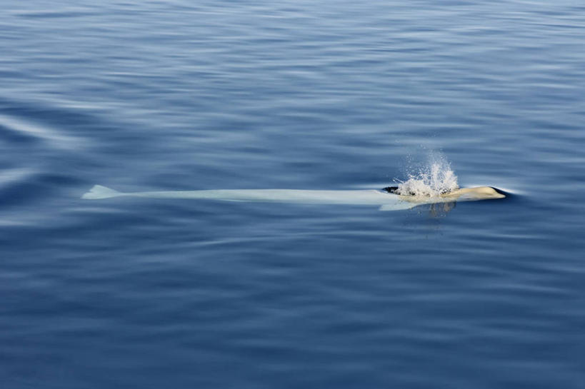 游泳,无人,横图,室外,白天,北极,水,全球变暖,哺乳动物,野生动物,美国,自然,动物,摄影,鲸,迁徙,生物学,带领,白鲸,鲸类,海滩,彩图