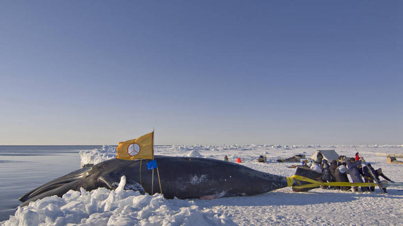 成年人,中年人,家庭,横图,室外,白天,留白,合作,团队,北极,水,雪,哺乳动物,野生动物,旗帜,美国,捕食,冰,食品,动物,浮冰,乘务员,摄影,鲸,块状,生物学,带领,因纽特人,北极露脊鲸,男人,中年男性,彩图,传统文化,冰架