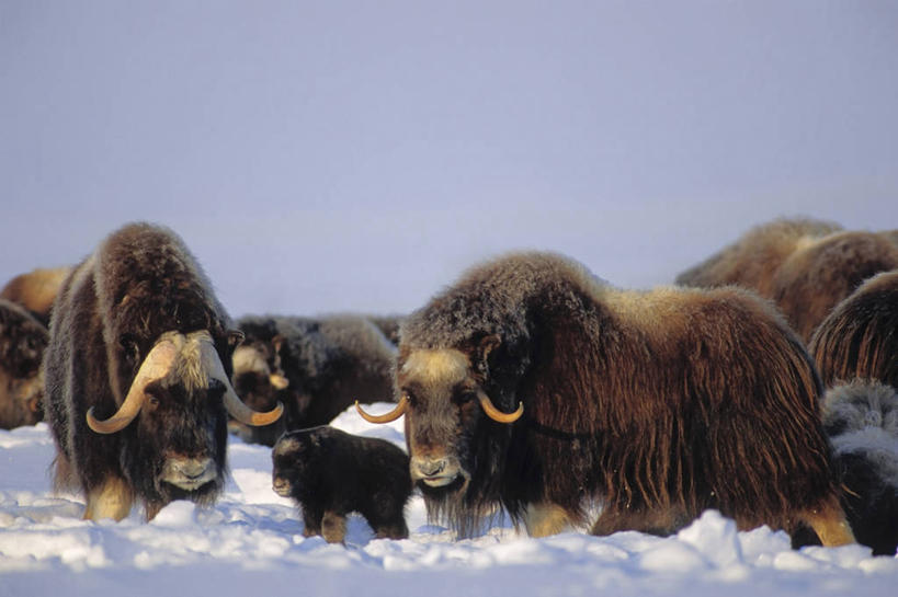 无人,横图,室外,白天,侧面,北极,雪,哺乳动物,野生动物,美国,三只,自然,动物,摄影,食草动物,气象,生物学,气候,小牛,母牛,麝牛,布鲁克斯山脉,彩图,冻原