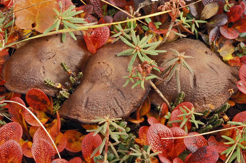 无人,横图,室外,特写,白天,北极,叶子,美国,蘑菇,自然,摄影,真菌,布鲁克斯山脉,秋天,彩图,冻原