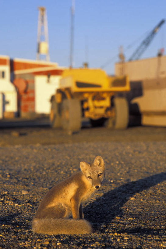 成年人,无人,竖图,室外,白天,北极,全球变暖,哺乳动物,狐狸,野生动物,美国,捕食,自然,动物,工业,摄影,生物学,北极狐,彩图,冻原