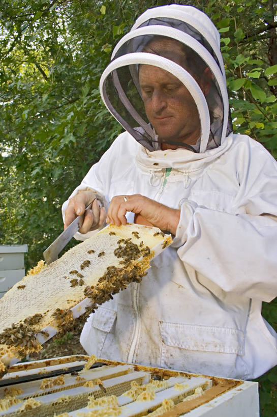蜂蜜,西方人,成年人,中年人,一个人,竖图,室外,白天,工作服,制服,安全,农业,蜜蜂,欧洲,欧洲人,仅一个男性,仅一个人,仅一个中年男性,昆虫,蜂窝,防护,动物,摄影,保护,刮,饲养,保险,防护服,益虫,蜂箱,保全,周全,安稳,安定,工作制服,平安,男人,男性,中年男性,白种人,彩图,工作套服