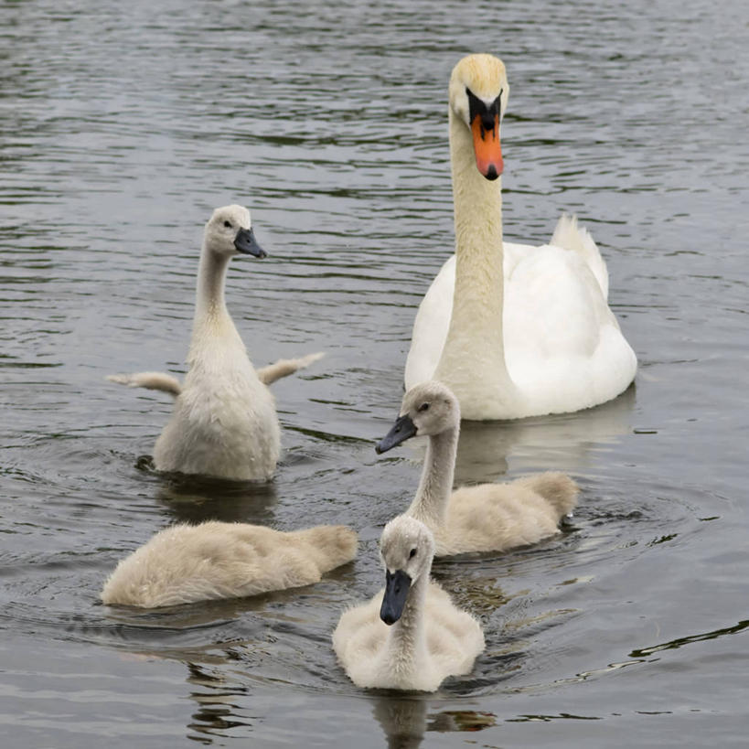 无人,方图,室外,白天,湖,水,天鹅,鸟类,动物,摄影,指导,保护,疣鼻天鹅,彩图,机遇,小天鹅