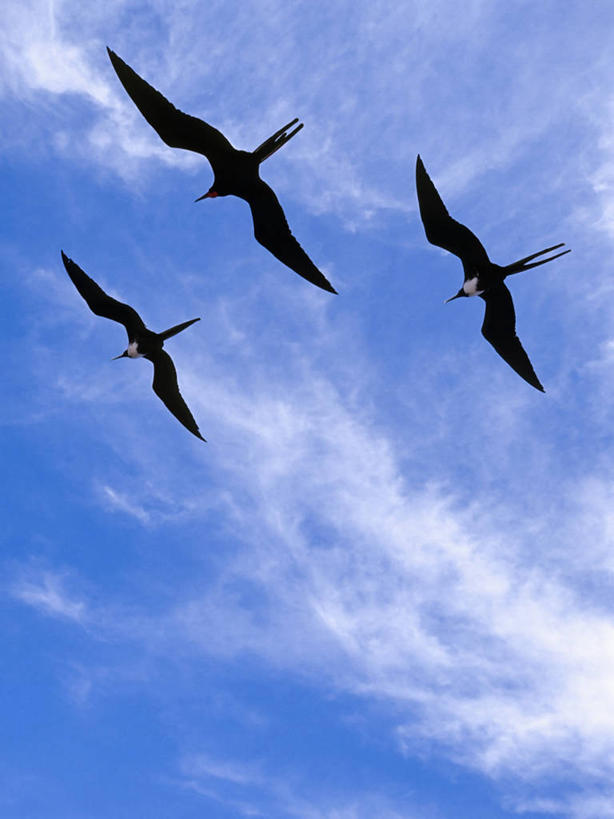 无人,竖图,室外,白天,留白,仰视,自由,友谊,三只,联系,飞,蓝色,天空,摄影,加拉帕戈斯群岛,大军舰鸟,彩图,低角度拍摄