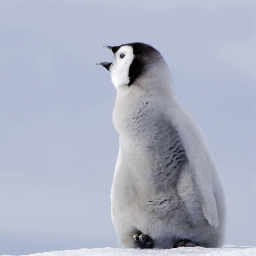 无人,方图,室外,白天,侧面,纯洁,全球变暖,鸟类,联系,小鸟,动物,张嘴,可爱,童年,童趣,摄影,气象,气候,张大嘴巴,童真,烂漫,无邪,皇企鹅,天真,张开嘴,彩图