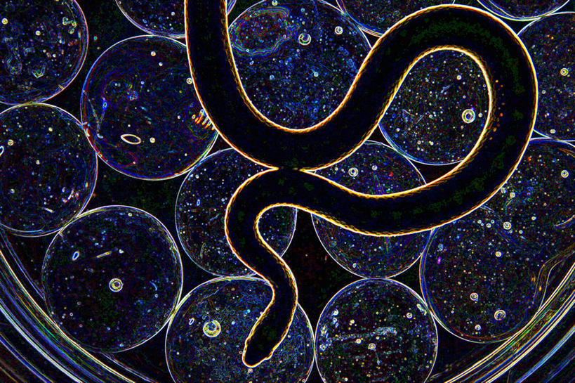 无人,横图,俯视,微生物,细菌,蛇,捕食,细胞,实验室,动物,生病,生物,摄影,环境,死亡,病毒,生物学,剪影,逆光,邪恶,危险,彩图,高角度拍摄,影棚拍摄