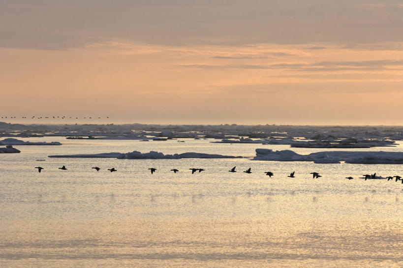 无人,横图,室外,白天,北极,日落,水,全球变暖,野生动物,美国,许多,鸟类,鸭子,冰,海岸线,很多,飞,自然,浮冰,摄影,水禽,迁徙,生物学,剪影,北冰洋,王绒鸭,绒鸭,彩图