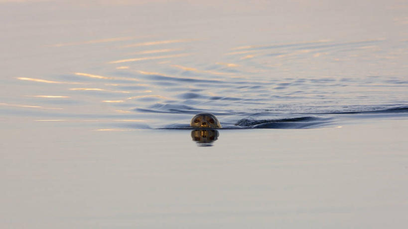 游泳,无人,横图,室外,白天,北极,水,全球变暖,哺乳动物,海豹,野生动物,美国,海岸线,自然,动物,摄影,环境,生物学,国家野生动物保护区,彩图,环斑海豹,好奇心