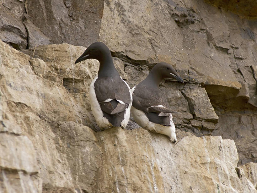 无人,横图,室外,白天,侧面,北极,全球变暖,海鸟,鸟,野生动物,美国,鸟类,鸟巢,海岸线,悬崖,自然,动物,两只,休息,可爱,摄影,活泼,环境,迁徙,生物学,海雀,国家野生动物保护区,厚嘴海鸦,崖海鸦,海鸦,岩石,彩图