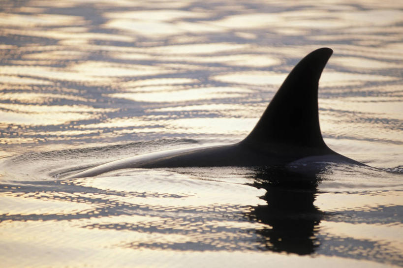 无人,公园,横图,室外,白天,抽象,水,哺乳动物,野生动物,美国,捕食,自然,动物,摄影,鲸,宁静,太平洋,生物学,鳍,北美,北美洲,国家公园,美洲,剪影,逆戟鲸,阿拉斯加,阿拉斯加州,北亚美利加洲,亚美利加洲,背鳍,最后的边疆,午夜阳光之地,基奈峡湾国家公园,基奈半岛,苏厄德,彩图,美利坚合众国