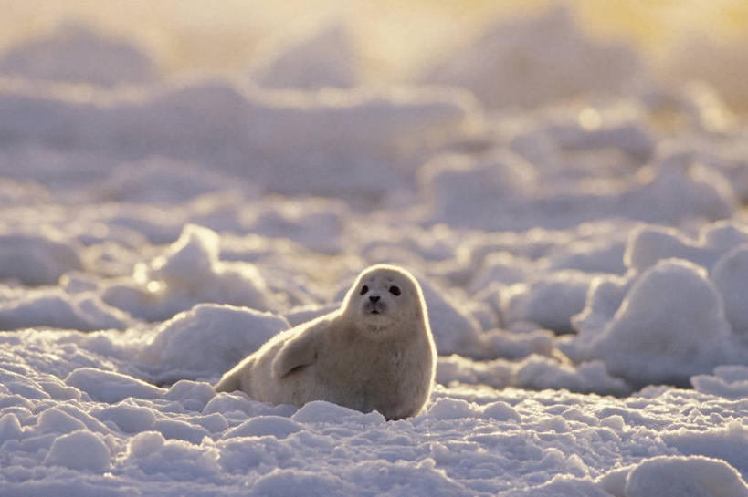 无人,横图,室外,白天,纯洁,水,全球变暖,哺乳动物,海豹,野生动物,美国,融化,捕食,冰,冬天,冰川,自然,动物,浮冰,休息,可爱,童年,童趣,摄影,活泼,环境,太平洋,生物学,童真,烂漫,无邪,天真,海滩,彩图,弱点,白令海,冰架