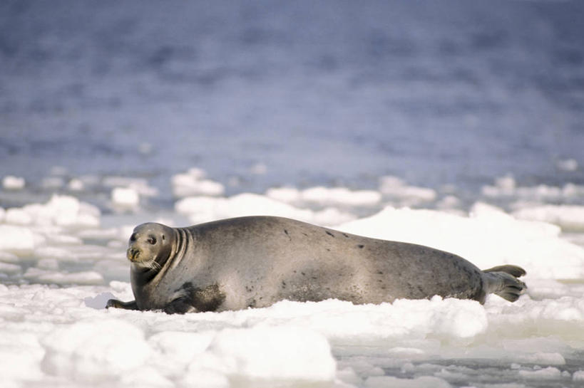 无人,横图,室外,白天,侧面,水,全球变暖,哺乳动物,海豹,野生动物,美国,融化,捕食,冰,冰川,自然,动物,浮冰,休息,可爱,摄影,活泼,环境,太平洋,生物学,杂食动物,海滩,彩图,白令海,冰架