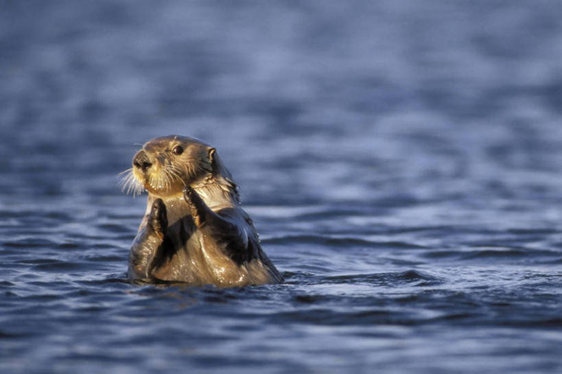 无人,鼓掌,横图,室外,白天,侧面,水,哺乳动物,野生动物,水獭,鼬鼠,美国,捕食,自然,动物,摄影,清理,保护,太平洋,生物学,海獭,狡猾,狡诈,黄鼬,濒危物种,瓦尔迪兹,黄鼠狼,清洗,彩图,阿拉斯加海湾
