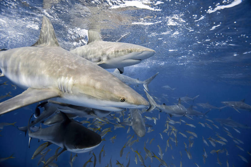 无人,吃,横图,白天,竞争,水下,海洋,鲨鱼,野生动物,一群,许多,鱼,捕食,很多,鱼类,海洋生物,自然,大西洋,南美,摄影,南美洲,西印度群岛,拉丁美洲,水生动物,美洲,咸水鱼,水生物,凶猛,饥饿,海底动物,亚美利加洲,南亚美利加洲,喂养,新普罗维登斯岛,新普洛维顿斯岛,残暴,危险,凶残,沙鱼,鲛鲨,彩图,混沌,巴哈马群岛,鲛,软骨鱼纲,饿