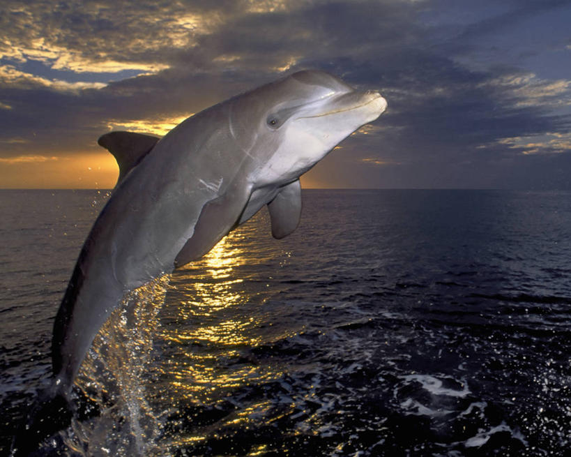 无人,跳,微笑,横图,室外,白天,侧面,快乐,海洋,日落,哺乳动物,鲸鱼,野生动物,加勒比海,洪都拉斯,飞溅,溅,水滴,海洋生物,自然,动物,摄影,鲸,中美洲,水生动物,水生物,海底动物,特技,鲸类,白暨豚,白鳍,白鳍豚,彩图