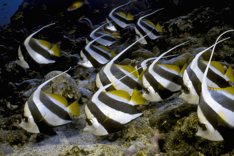 无人,横图,水下,热带鱼,野生动物,一排,整齐,鱼,珊瑚,鱼类,排列,自然,模仿,摄影,鲈鱼,队列,蝴蝶鱼,花鲈,鲈板,鲈子鱼,辐鳍鱼,马夫鱼,暗礁,彩图