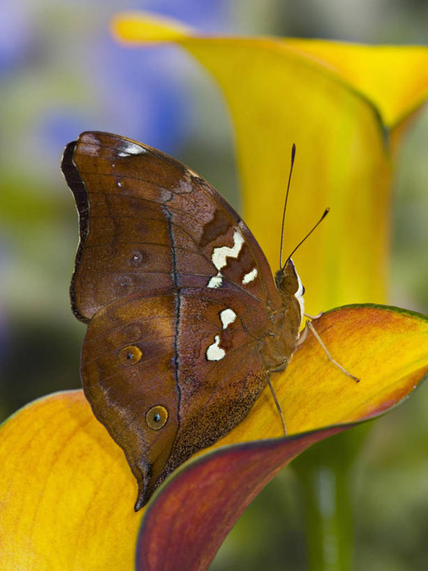 无人,竖图,特写,侧面,美景,马蹄莲,蝴蝶,昆虫,景观,黄色,自然,动物,橙色,景色,放松,摄影,宁静,热带气候,脆弱,自然风光,彩图