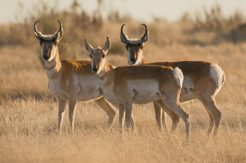 无人,站,横图,室外,正面,美景,美国,三只,羚羊,景观,草,自然,看,景色,凝视,摄影,生长,生物学,敏捷,自然风光,德克萨斯,叉角羚,马尔法,进化,彩图,动物学,奇瓦瓦沙漠