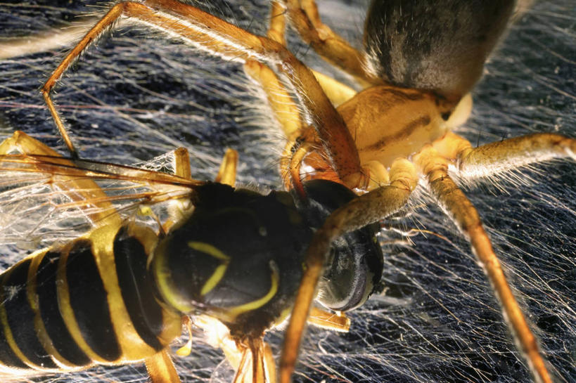 无人,吃,横图,特写,科学,昆虫,蜘蛛,蜘蛛网,无脊椎动物,动物,两只,摄影,活动,死亡,生物学,暴力,进攻,花园蜘蛛,杀害,马蜂,彩图,马蜂窝