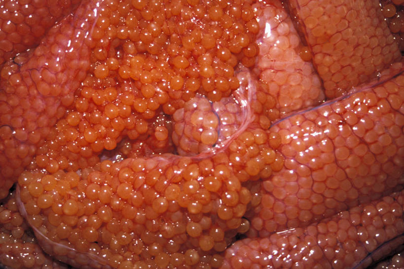 无人,横图,室外,特写,白天,渔业,鲑鱼,美国,鱼类,自然,摄影,收获,生物学,鱼子,肌理,大麻哈鱼,阿拉斯加东南半岛,开端,海产,彩图