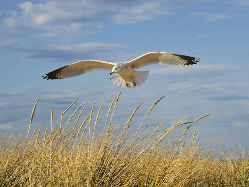 无人,横图,室外,白天,美国,鸟类,沙丘,宏伟,飞,蓝色,天空,摄影,灵感,宁静,协调,北美,北美洲,美洲,渴望,密歇根湖,北亚美利加洲,亚美利加洲,密歇根,密歇根州,貂熊州,狼獾之州,狼獾州,滨草,灵性,海滩,彩图,美利坚合众国
