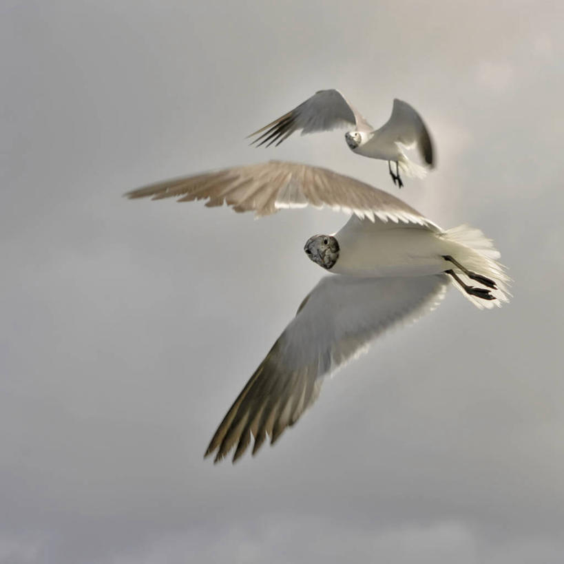 无人,方图,海鸥,野生动物,飞,动物,两只,摄影,生物学,彩图,巴哈马群岛