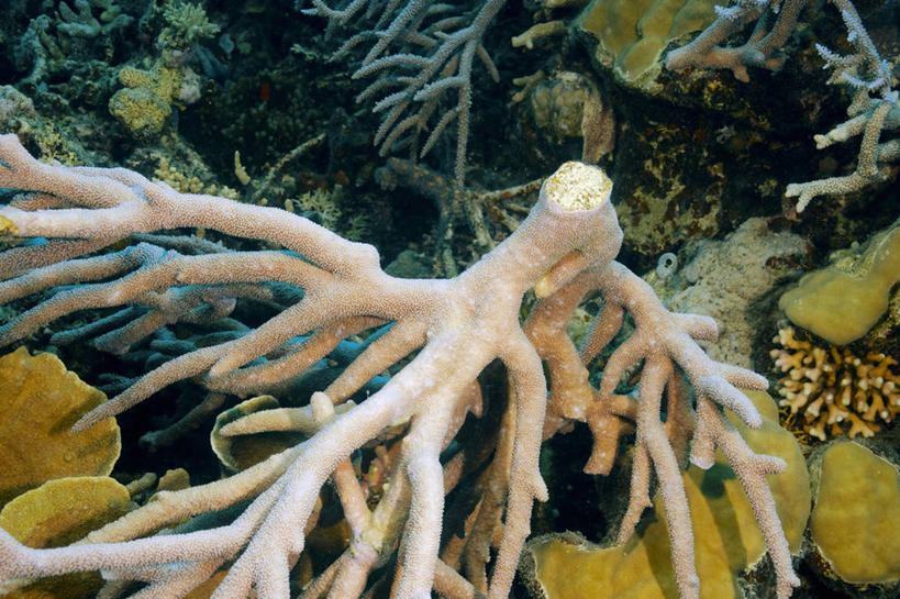 无人,横图,水下,野生动物,澳大利亚,环保,珊瑚,破坏,破损,无脊椎动物,自然,摄影,能源,损坏,死亡,回收,太平洋,资源,毁灭,利用,低碳,循环,刺胞动物,昆士兰州,大堡礁,持续,鹿角珊瑚,危险,暗礁,彩图