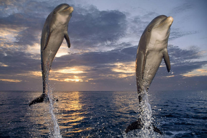 无人,跳,微笑,横图,室外,白天,海洋,日落,哺乳动物,鲸鱼,野生动物,加勒比海,洪都拉斯,飞溅,溅,水滴,海洋生物,两个,自然,动物,两只,摄影,鲸,中美洲,水生动物,水生物,海底动物,特技,鲸类,白暨豚,白鳍,白鳍豚,彩图