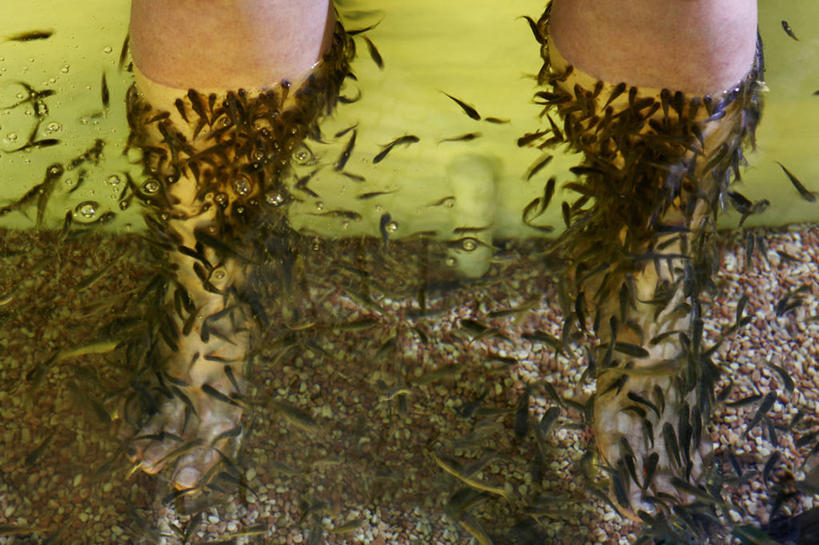 成年人,一个人,吃,横图,室内,特写,水,热带鱼,新加坡,仅一个女性,一群,许多,水槽,很多,水斗,健康,摄影,皮肤癌,喂养,女人,彩图