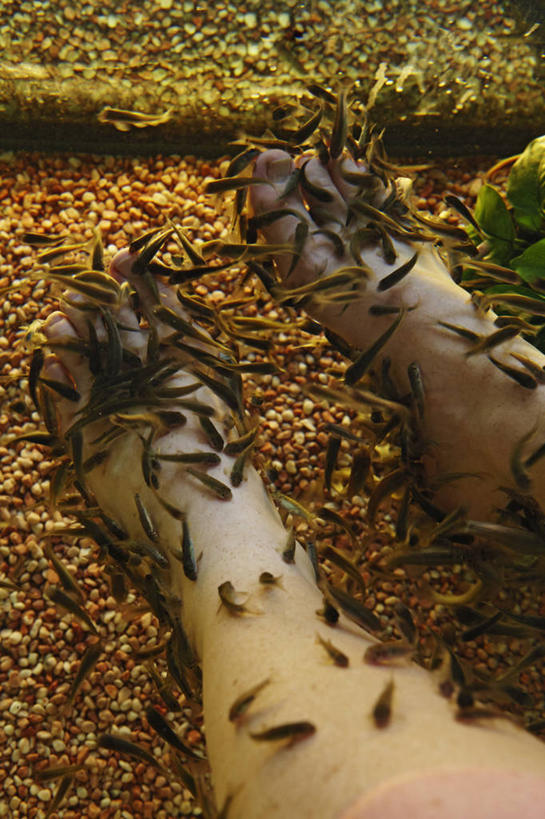 成年人,一个人,吃,竖图,室内,特写,水,热带鱼,新加坡,仅一个女性,一群,许多,水槽,很多,水斗,健康,摄影,皮肤癌,喂养,女人,彩图