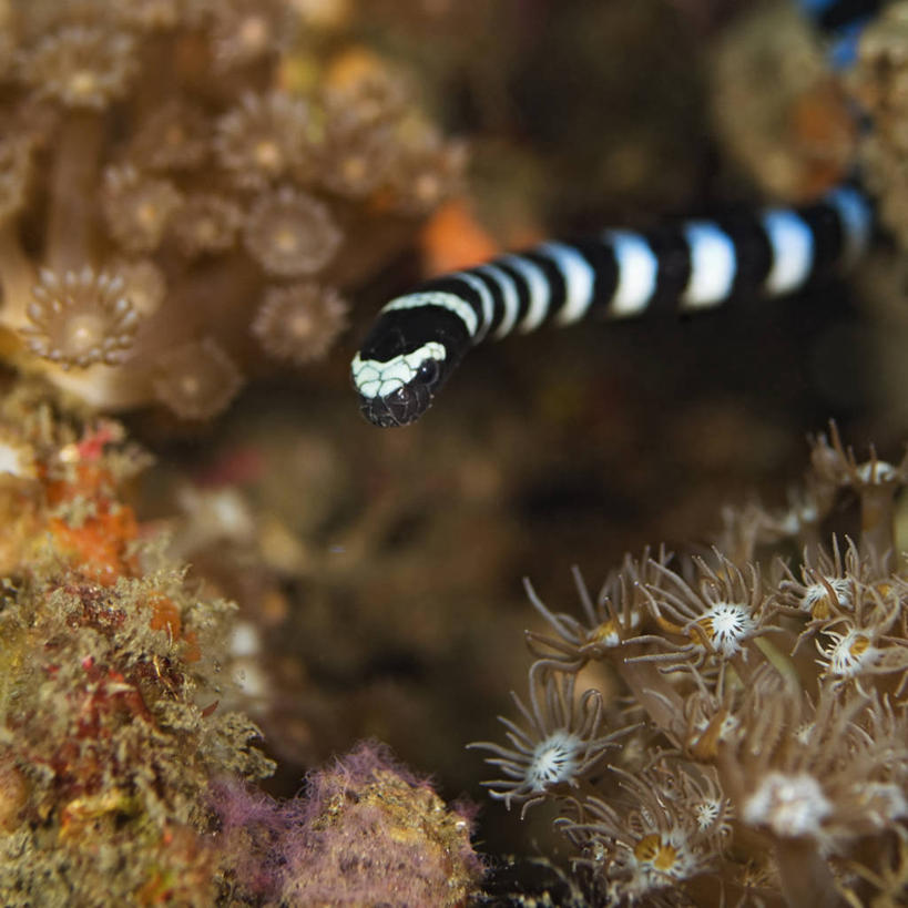 无人,方图,水下,印度尼西亚,条纹,蛇,珊瑚,摄影,彩图,生态多样性