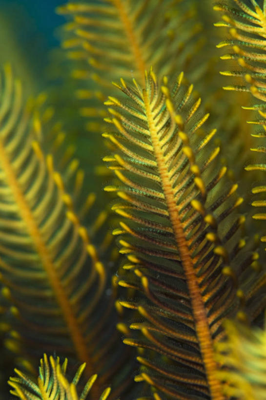 无人,竖图,特写,水下,野生动物,印度尼西亚,科学,枝,海洋生物,无脊椎动物,黄色,摄影,生物学,水生动物,水生物,棘皮动物,海底动物,西巴布亚省,海百合,彩图