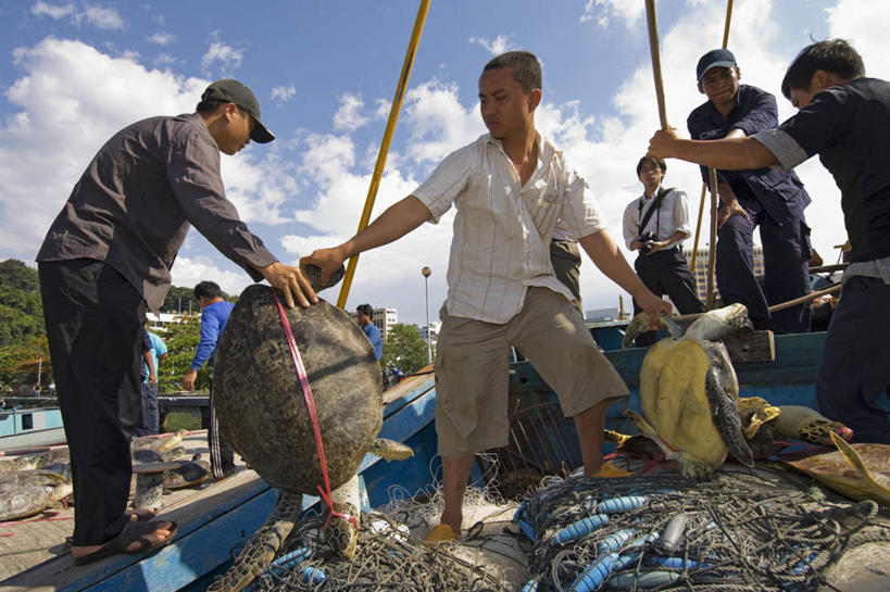 成年人,横图,室外,白天,船,马来西亚,许多人,一群人,摄影,死亡,权威,犯罪,警官,绿蠵龟,殒命,灭亡,濒危物种,男人,海龟,彩图,走私,马来文化