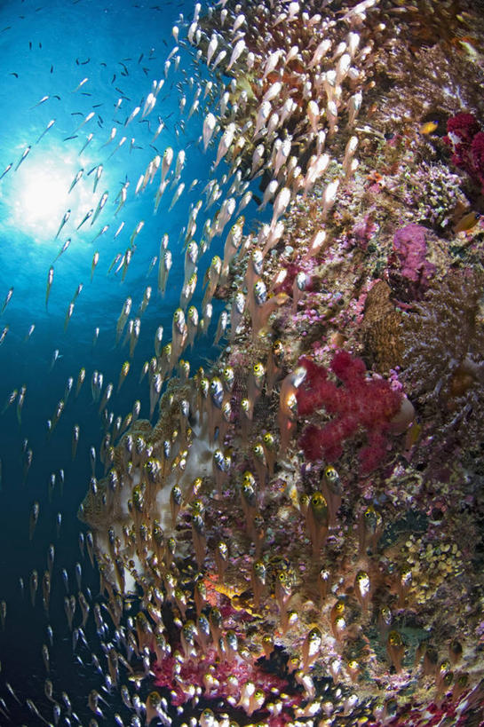 无人,竖图,水下,野生动物,印度尼西亚,一群,许多,丰富,科学,鱼群,珊瑚,很多,鱼类,摄影,生物学,西巴布亚省,暗礁,彩图,生态多样性